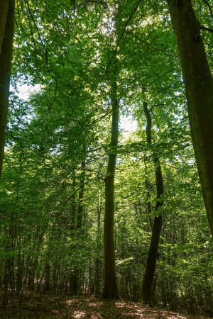 Läubwälder mit vielen Buchen